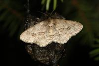 Ectropis crepuscularia