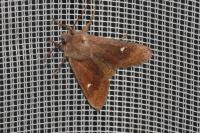 Eupsilia transversa