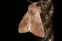 Orthosia incerta