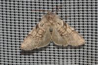 Achlya flavicornis
