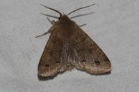 Anorthoa munda
