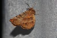 Selenia dentaria