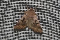 Orthosia gothica