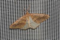 Phigaliohybernia marginaria