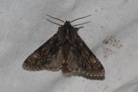 Brachionycha nubeculosa