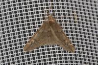 Alsophila aescularia