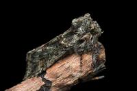 Polyploca ridens
