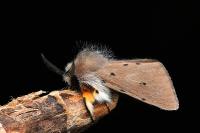 Diaphora mendica