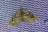 Chloroclystis v-ata