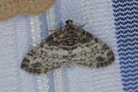 Lobophora halterata