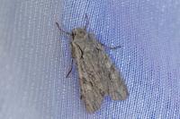 Lithophane ornitopus