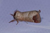 Clostera curtula
