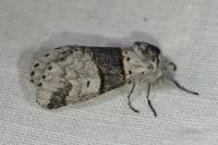 Furcula bifida