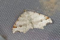 Macaria alternata