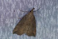 Hypena rostralis