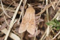 Orthosia miniosa