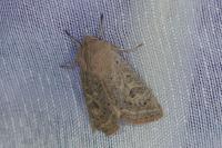 Orthosia gracilis