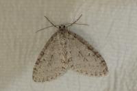Trichopteryx carpinata