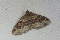 Xanthorhoe ferrugata