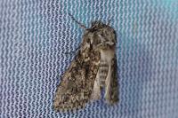 Polyploca ridens