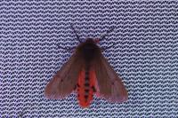 Phragmatobia fuliginosa