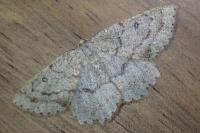 Yezognophos serotinaria serotinoides
