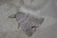Hoplodrina respersa