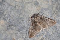 Achlya flavicornis