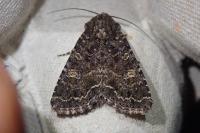 Apamea furva