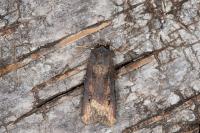 Agrotis ipsilon