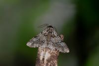Biston strataria