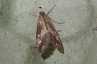 Evergestis dumerlei