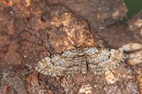 Gymnoscelis rufifasciata