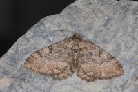 Rheumaptera cervinalis barbuti