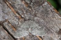 Trichopteryx carpinata