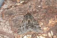 Lycia hirtaria