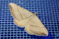 Carsia lythoxylata