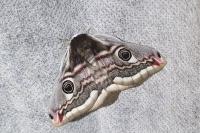Saturnia pavonia