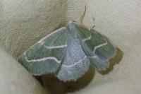 Hylaea fasciaria