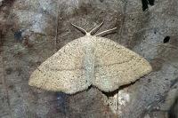 Cyclophora ruficiliaria