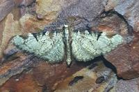 Eupithecia insigniata