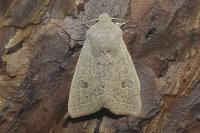 Orthosia gracilis