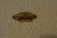 Menophra abruptaria
