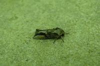 Egira conspicillaris