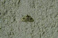 Xanthorhoe fluctuata