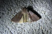 Cerastis rubricosa