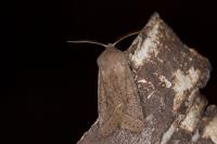 Orthosia cerasi