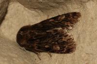 Brachionycha nubeculosa