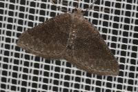 Aleucis distinctata