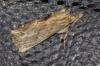 Pterostoma palpina